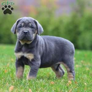 Eric, Cane Corso Puppy