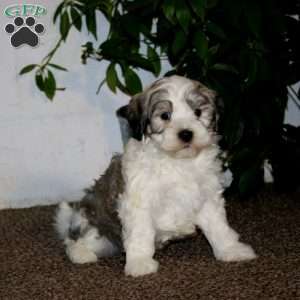 Eric, Havanese Puppy