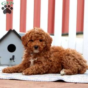 Eric, Miniature Poodle Puppy