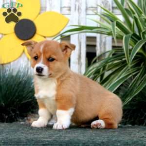 Eric, Pembroke Welsh Corgi Puppy