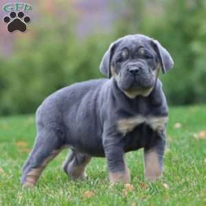Eric, Cane Corso Puppy