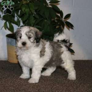Eric, Havanese Puppy