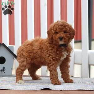 Eric, Miniature Poodle Puppy