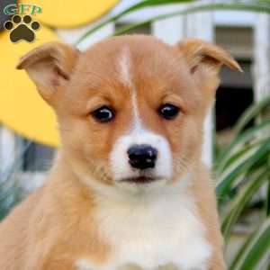 Eric, Pembroke Welsh Corgi Puppy