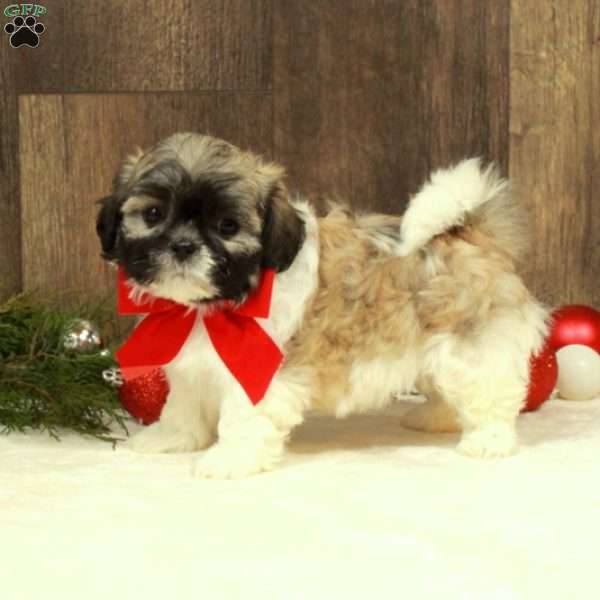 Erin, Teddy Bear Puppy