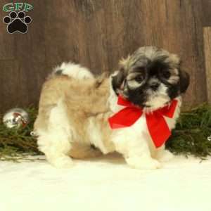 Erin, Teddy Bear Puppy