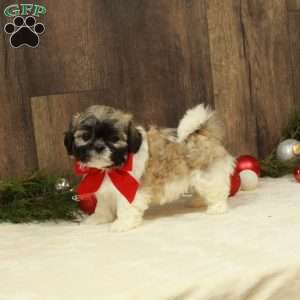 Erin, Teddy Bear Puppy