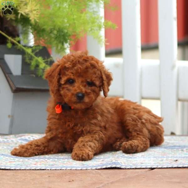 Erma, Miniature Poodle Puppy
