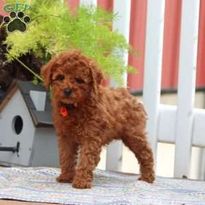 Erma, Miniature Poodle Puppy