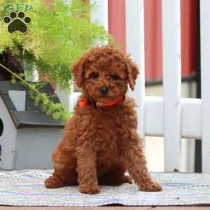Erma, Miniature Poodle Puppy