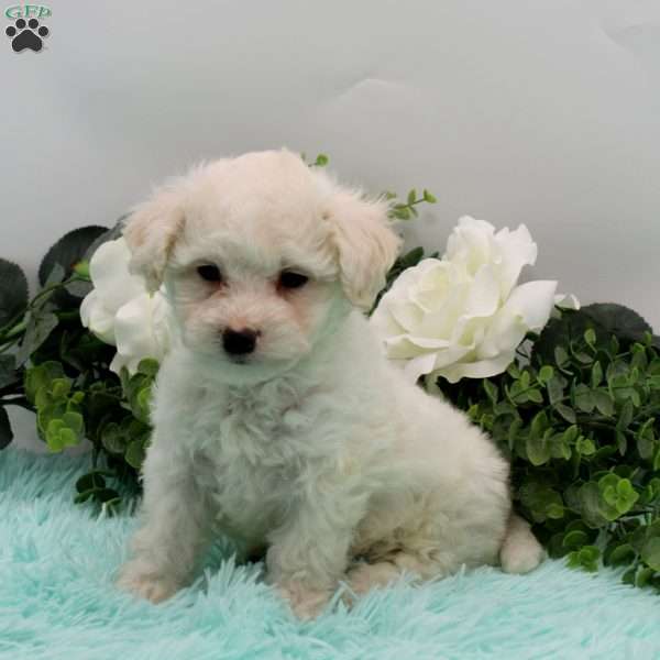 Ernie, Bichon Frise Puppy