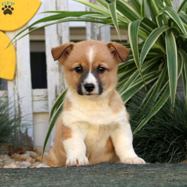 Ernie, Pembroke Welsh Corgi Puppy