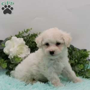 Ernie, Bichon Frise Puppy
