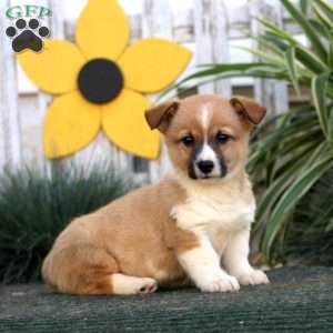 Ernie, Pembroke Welsh Corgi Puppy