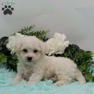 Ernie, Bichon Frise Puppy