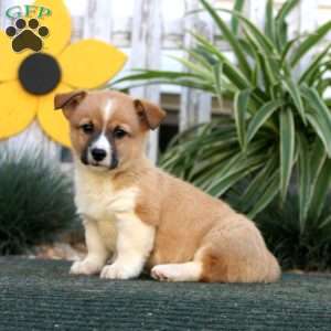 Ernie, Pembroke Welsh Corgi Puppy