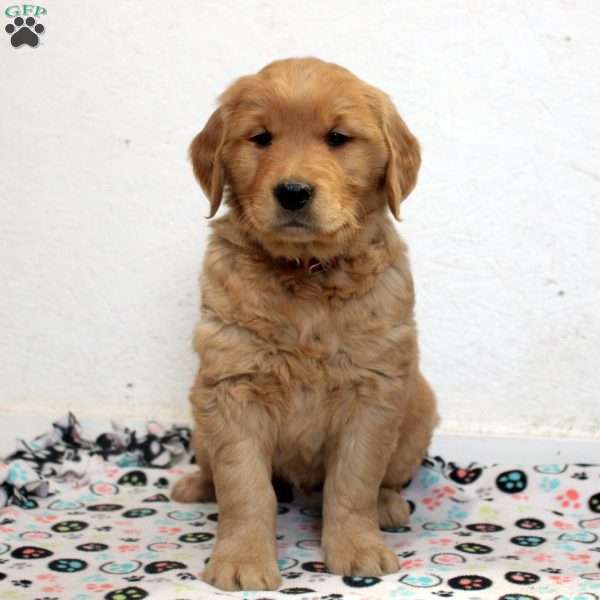 Esme, Golden Retriever Puppy