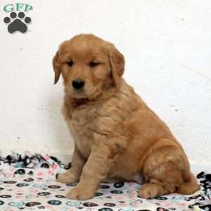 Esme, Golden Retriever Puppy
