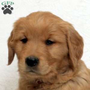 Esme, Golden Retriever Puppy