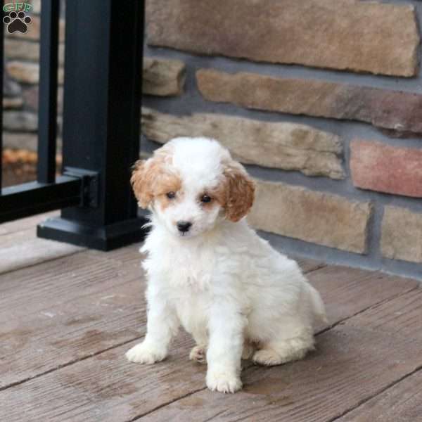 Estella, Mini Goldendoodle Puppy