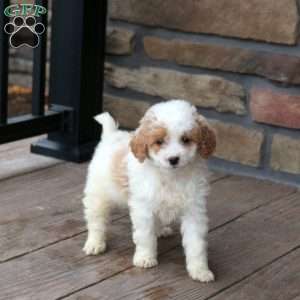 Estella, Mini Goldendoodle Puppy