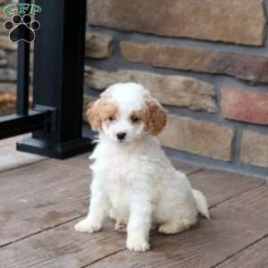 Estella, Mini Goldendoodle Puppy