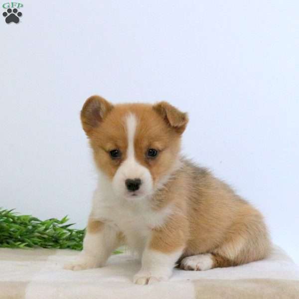 Esther, Pembroke Welsh Corgi Puppy