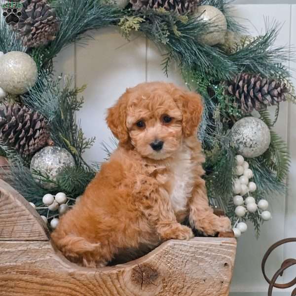 Esther, Bich-Poo Puppy