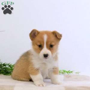 Esther, Pembroke Welsh Corgi Puppy