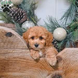 Esther, Bich-Poo Puppy