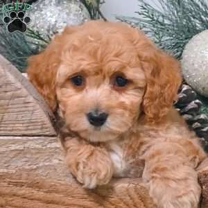 Esther, Bich-Poo Puppy