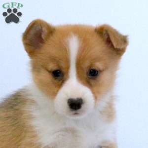 Esther, Pembroke Welsh Corgi Puppy