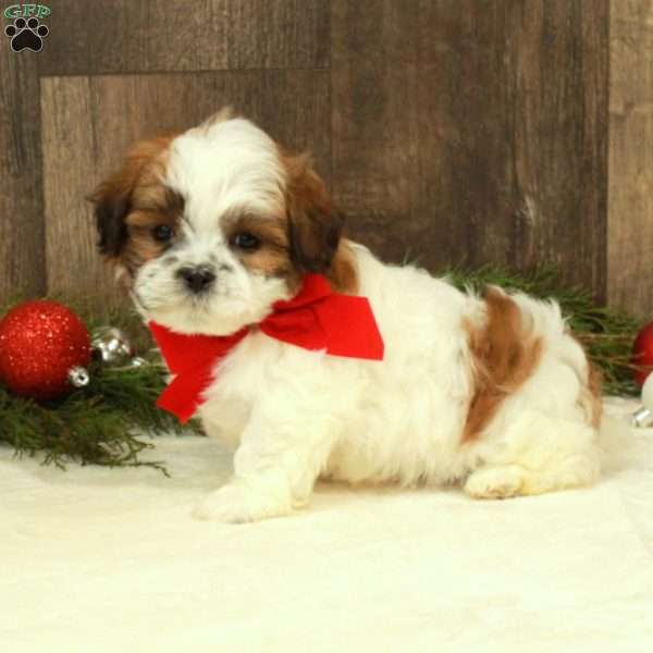 Ethan, Teddy Bear Puppy