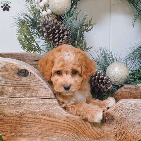 Ethan, Bich-Poo Puppy