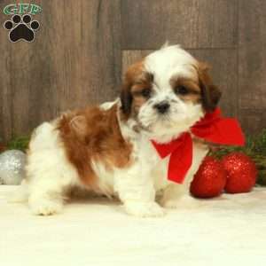 Ethan, Teddy Bear Puppy