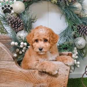 Ethan, Bich-Poo Puppy