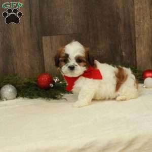 Ethan, Teddy Bear Puppy