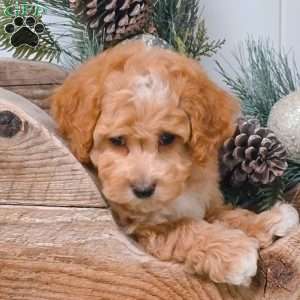 Ethan, Bich-Poo Puppy