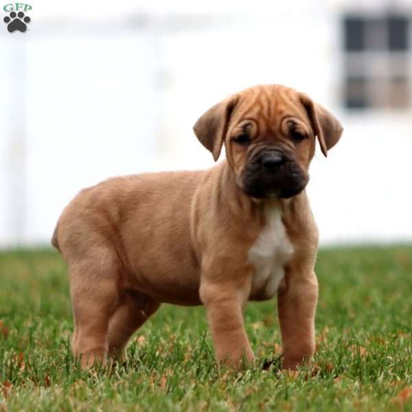 Ethan, Cane Corso Puppy
