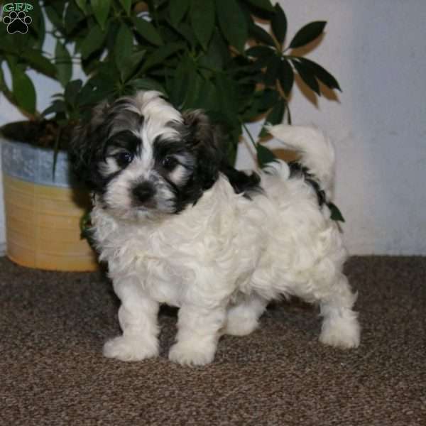 Ethan, Havanese Puppy