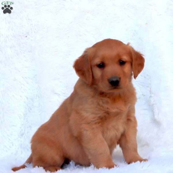 Ethan, Golden Retriever Puppy