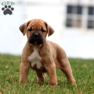 Ethan, Cane Corso Puppy