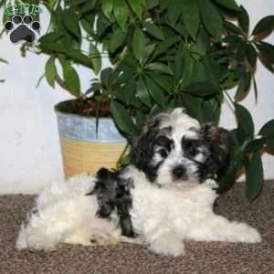 Ethan, Havanese Puppy