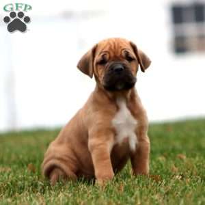 Ethan, Cane Corso Puppy