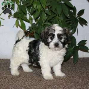 Ethan, Havanese Puppy