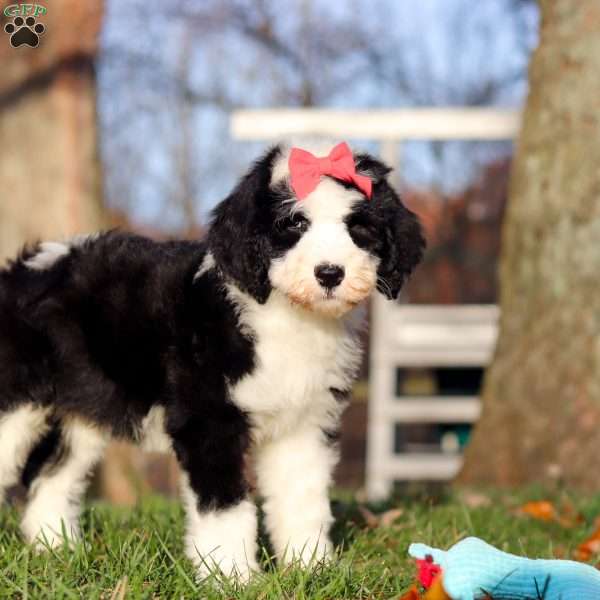 Eva, Sheepadoodle Puppy