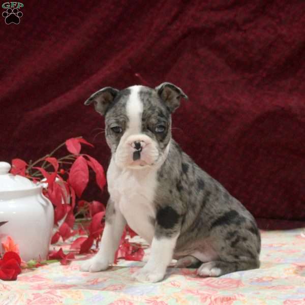 Eva, Boston Terrier Puppy