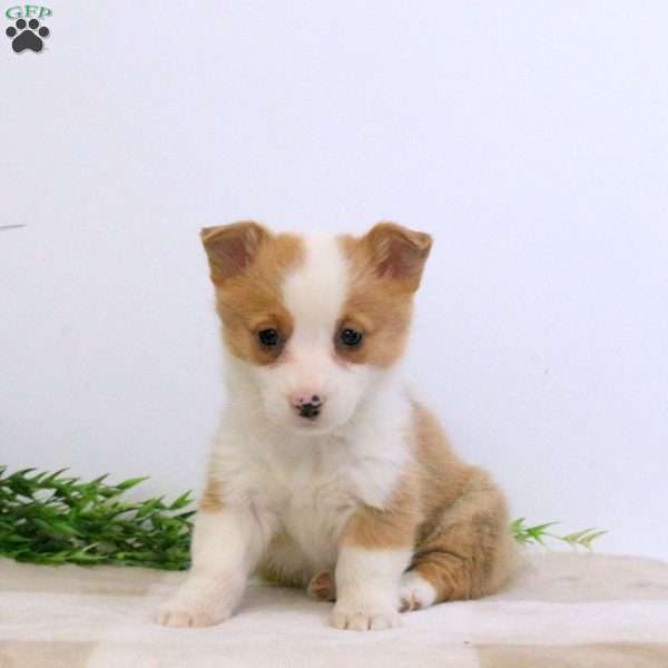 Eva, Pembroke Welsh Corgi Puppy
