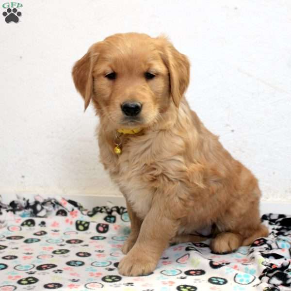 Eva, Golden Retriever Puppy