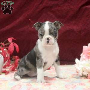 Eva, Boston Terrier Puppy